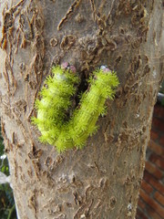 Paradirphia fumosa