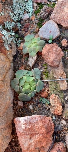 Image of Cushion Sorrel (Oxalis convexula) by (c) Danie Palm, some rights reserved (CC BY)