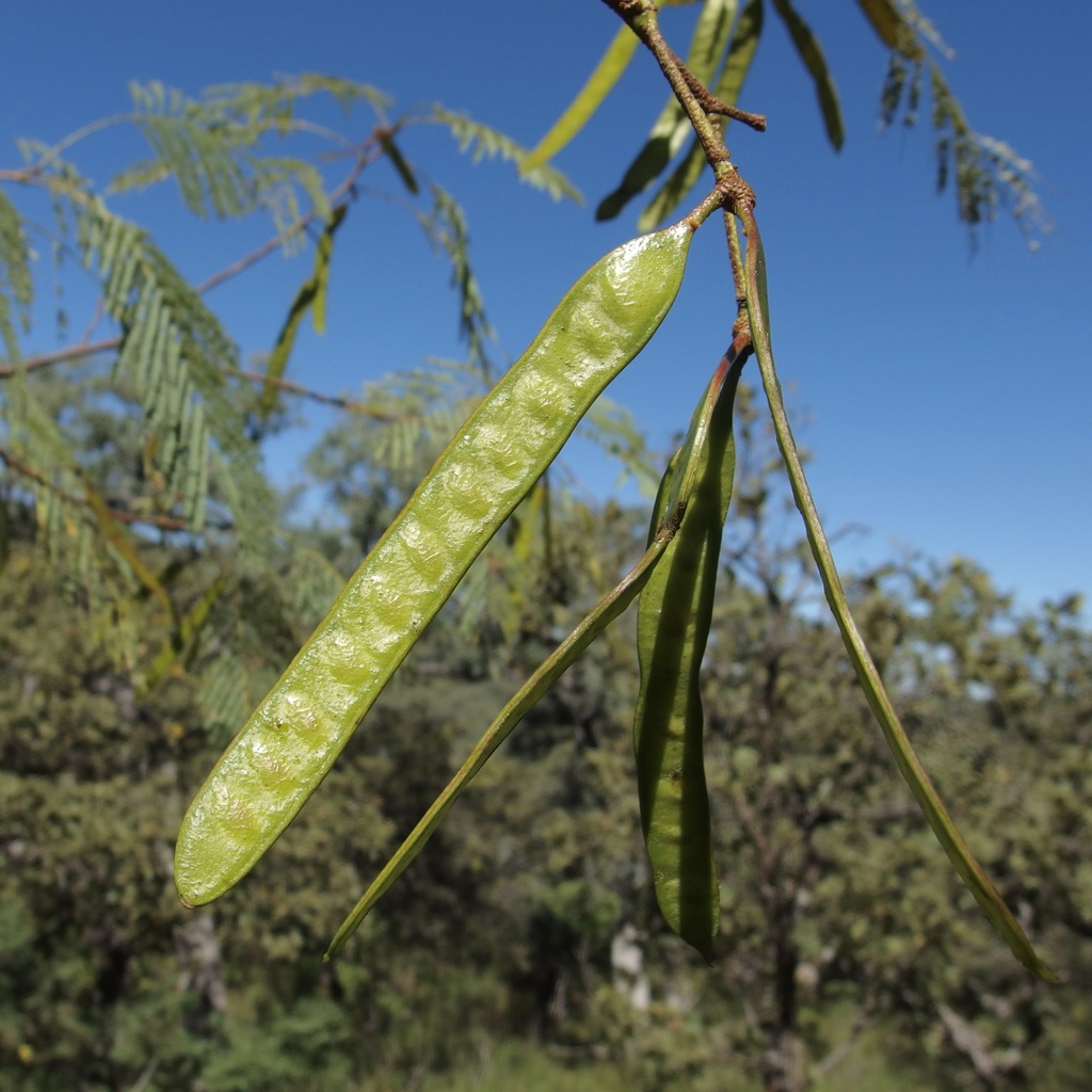 Leucaena involucrata (Leucaena involucrata)