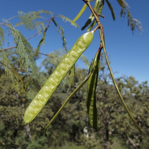 Leucaena involucrata (Leucaena involucrata)