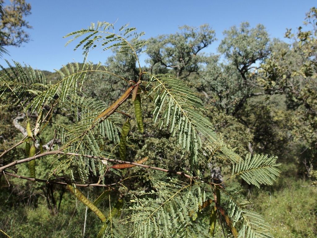 Leucaena involucrata