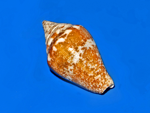 Parametaria dupontii