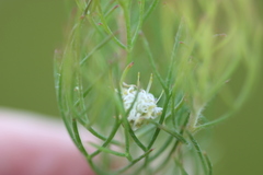 Serruria inconspicua