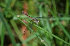 Erythrodiplax ochracea