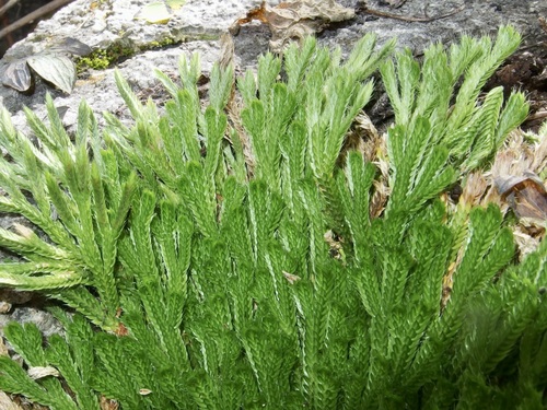 Image of Selaginella pilifera by (c) Sue Carnahan, some rights reserved (CC BY)