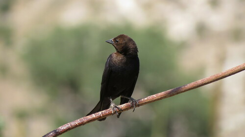 Brown-headed Cowbird photographed in Arizona