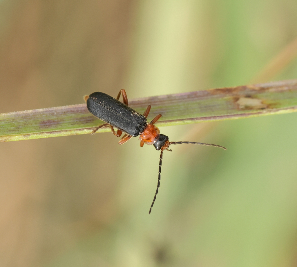 Cantharis flavilabris from Oudalle, France on June 17, 2023 at 09:53 PM ...