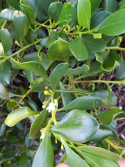 Myoporum boninense
