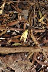 Gymnobathra flavidella