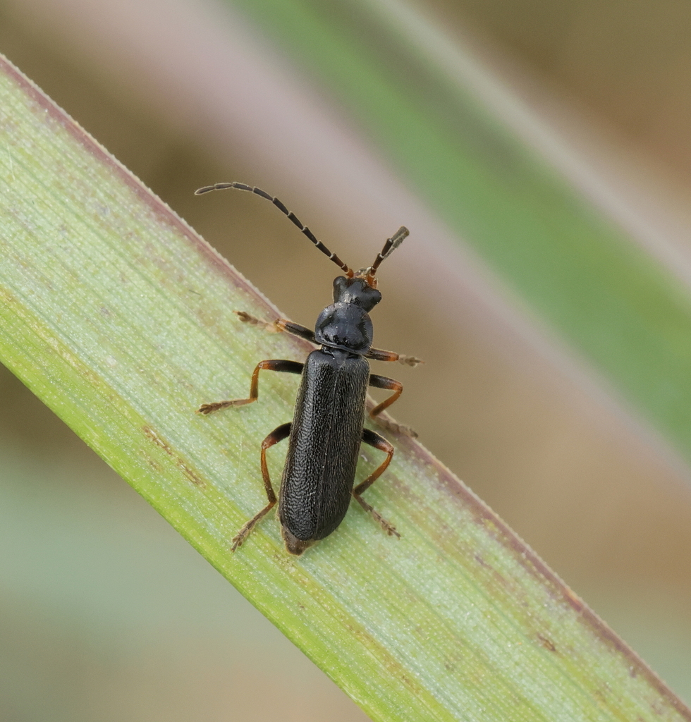 Cantharis flavilabris from Oudalle, France on June 17, 2023 at 0954 PM