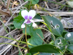 Viola banksii