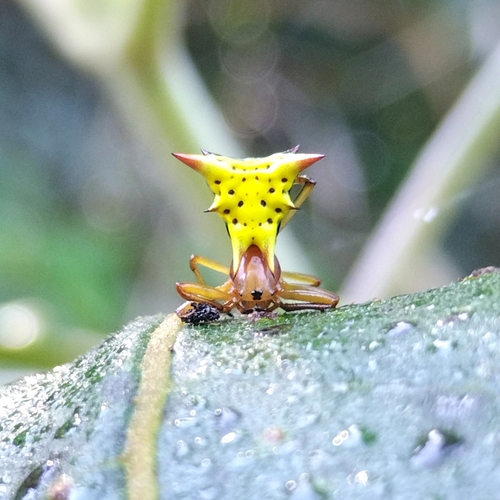 orb weavers