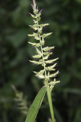 Setaria barbata