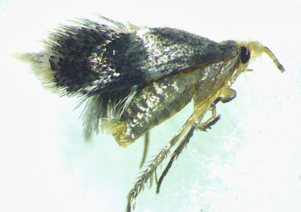Sycamore Leaf Blotch Miner
