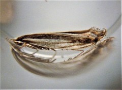 Erechthias stilbella