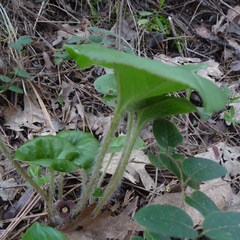 Asarum hartwegii