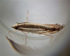 Erechthias stilbella