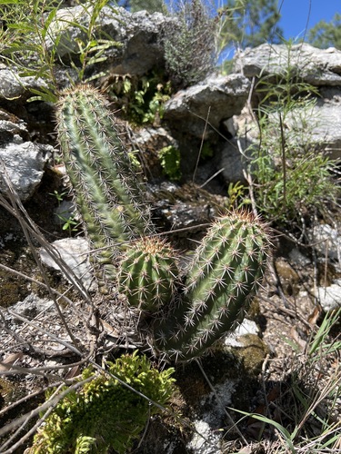 Echinocereus scheeri