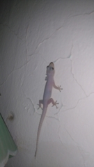 Hemidactylus frenatus