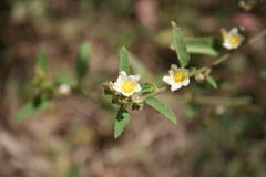 Sida alba