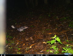 Spilogale angustifrons