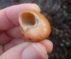 Calliostoma gloriosum