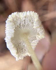 Leucocoprinus fragilissimus image