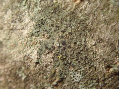 Rinodina
