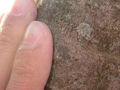 Rinodina