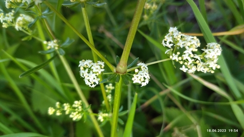 False baby's breath (Galium mollugo)