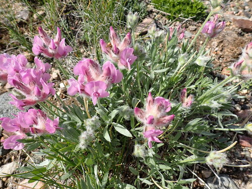 wyoming locoweed (Oxytropis nana)