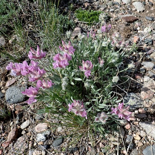 Image of Oxytropis nana by (c) Larry Jensen, some rights reserved (CC BY)