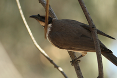Philemon corniculatus monachus