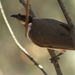 Southern Noisy Friarbird - Photo (c) Julien Renoult, some rights reserved (CC BY), uploaded by Julien Renoult