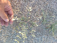 Astragalus lentiginosus borreganus