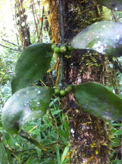 Viscum multicostatum