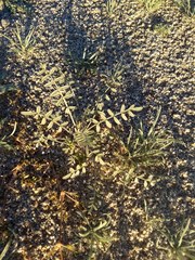Astragalus lentiginosus borreganus