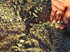 Astragalus lentiginosus borreganus