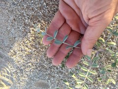 Astragalus lentiginosus borreganus