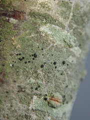 Amandinea