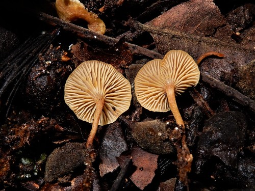 Xeromphalina podocarpi image