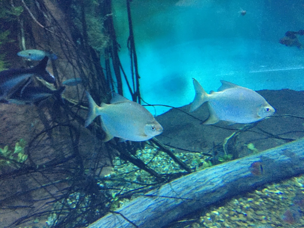 Arnold's Pacu