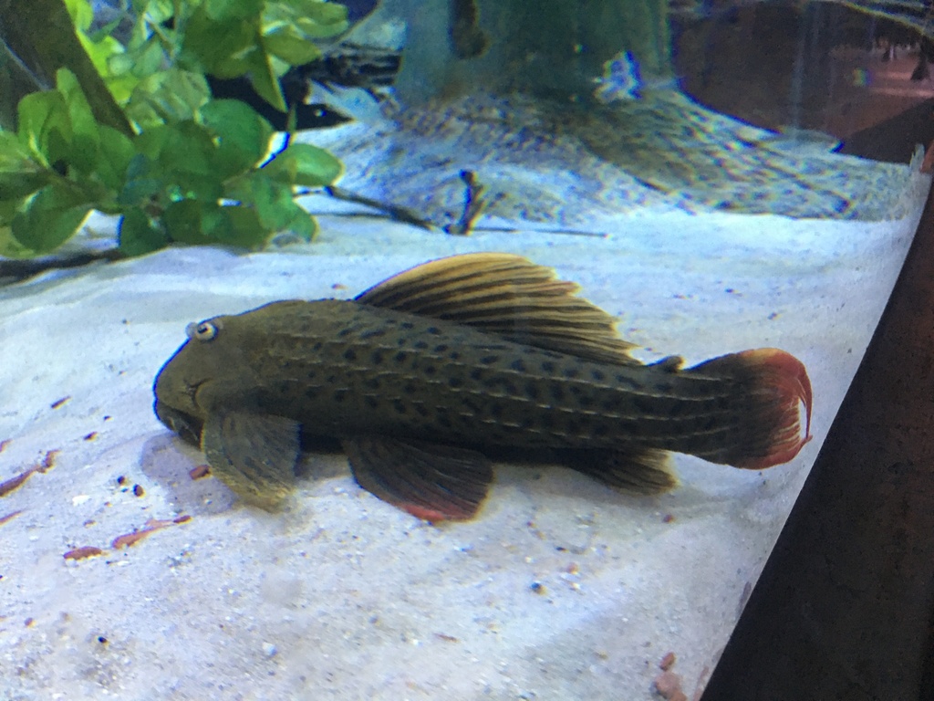 Pitanga Pleco
