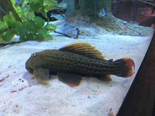 Pitanga Pleco