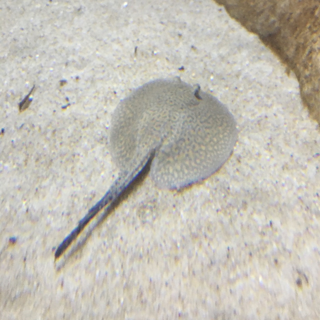 Porcupine Freshwater Stingray