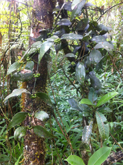 Viscum multicostatum