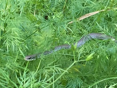 Coluber constrictor latrunculus