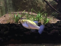 Greenbottle Pufferfish photo 3