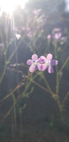 Image of Gilia leptantha by (c) Katie Pearson, some rights reserved (CC BY)