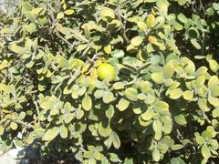 Casimiroa calderoniae